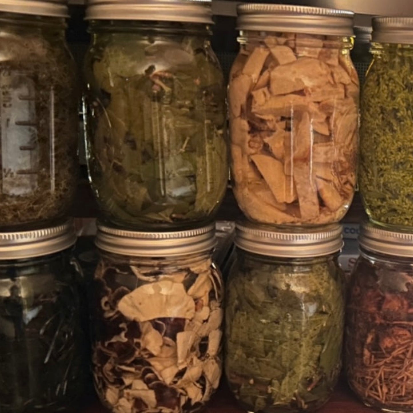 Lion’s Mane Tincture