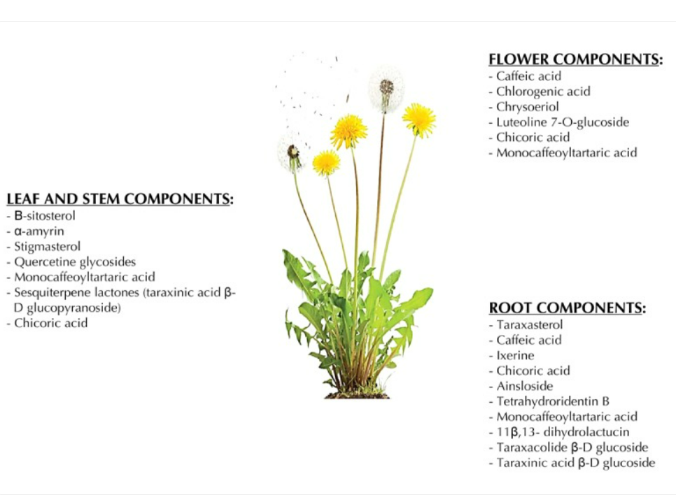 Dandelion Plant Tincture