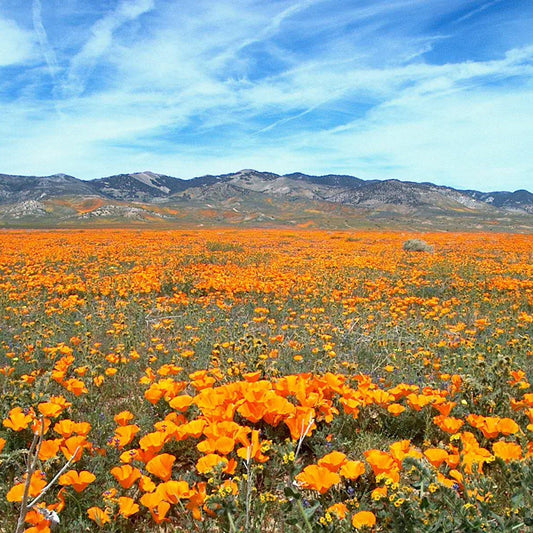 California Poppy Tincture