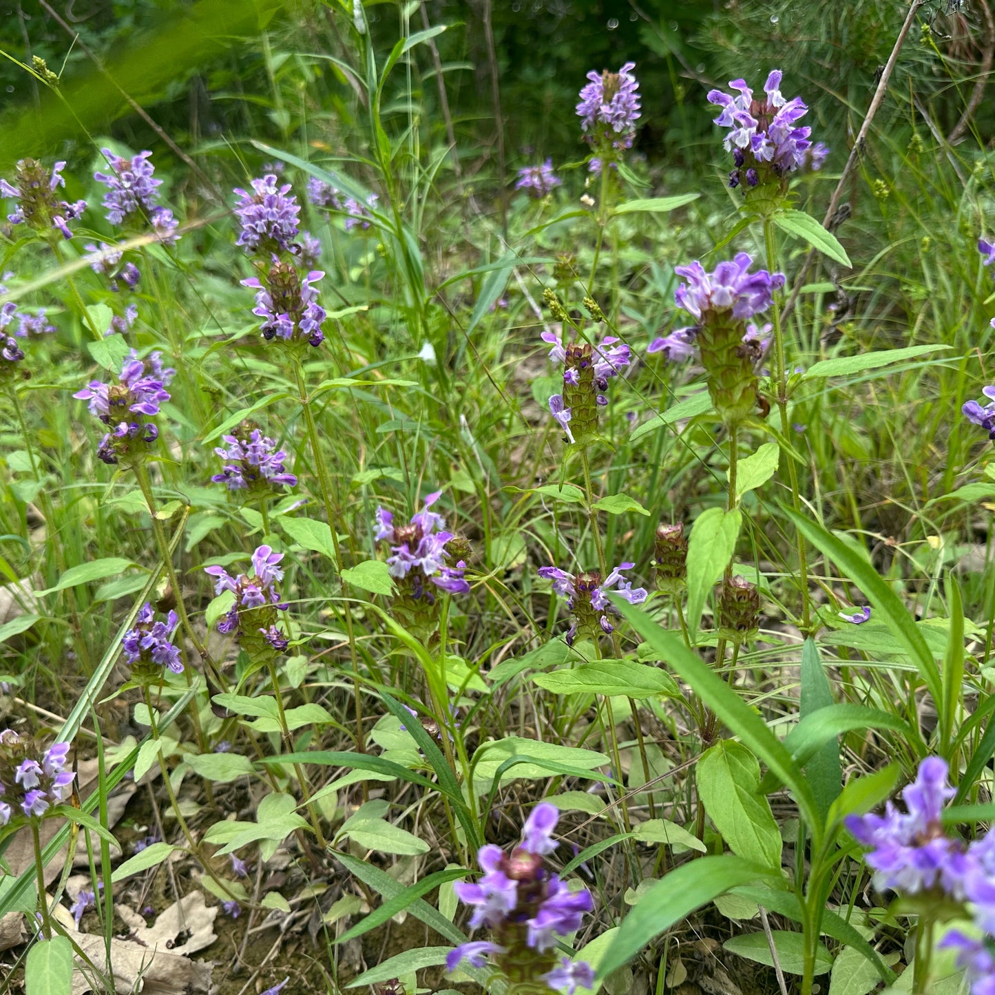 Purple flowers in a field with green grass and leaves