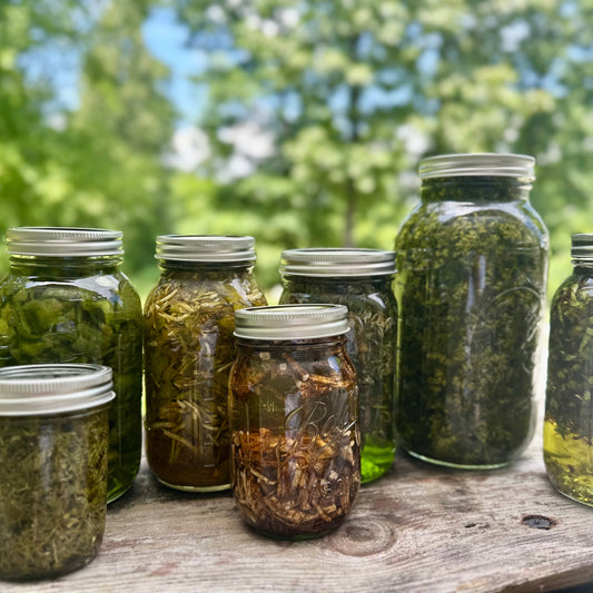 Wood Ear Mushroom Tincture