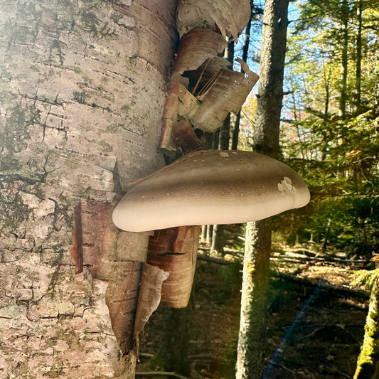 Birch Polypore Tincture