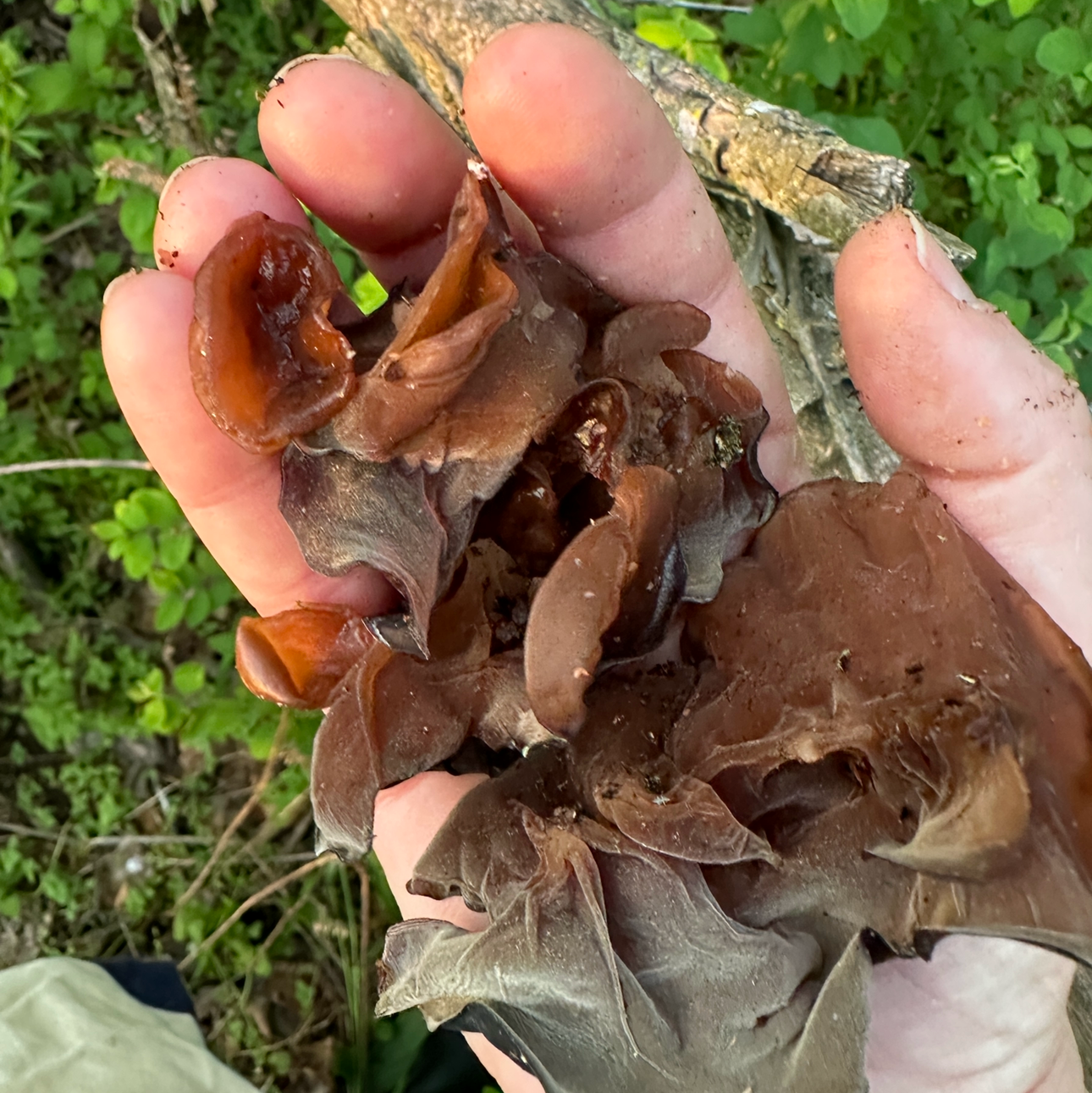 Wood Ear Mushroom Tincture