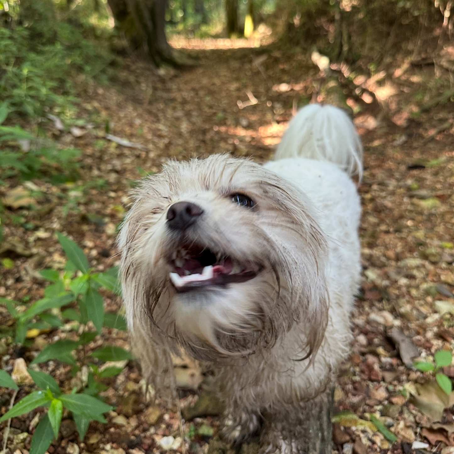 Bird's Nest Fungi Tincture