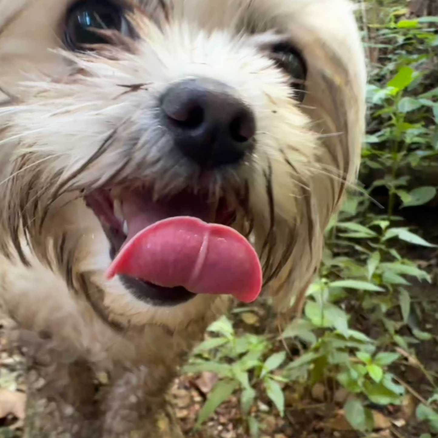 Wild Lettuce Tincture