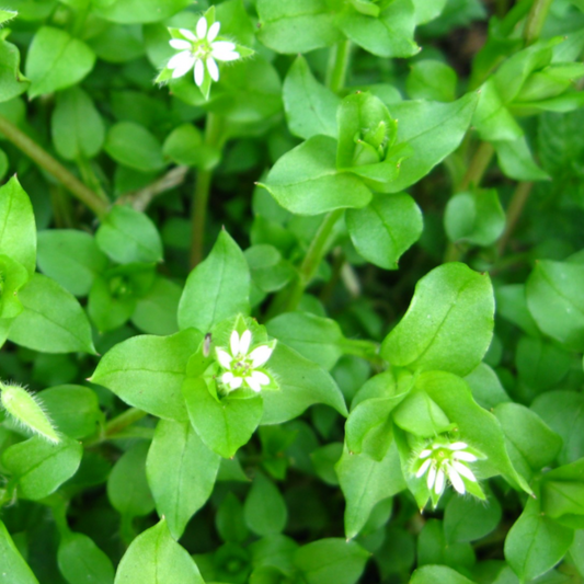 Chickweed Tincture