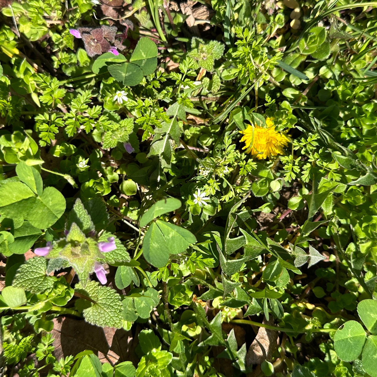 Chickweed Tincture