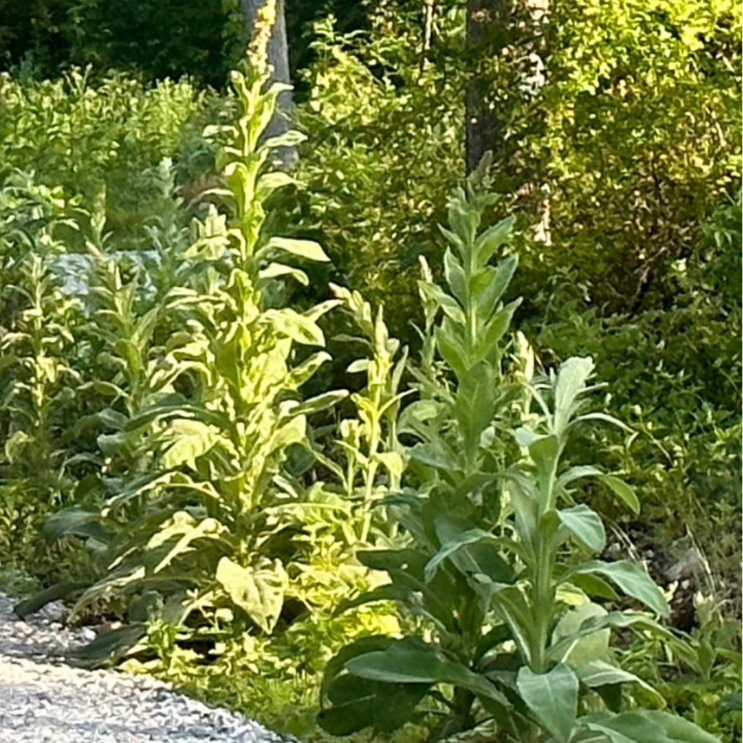 Green plants growing along a paved path with a blurred background