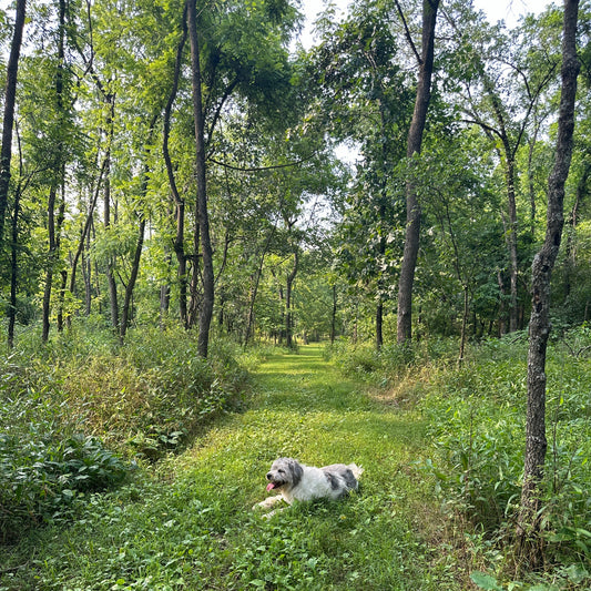 Dog walking through a forest with tall trees and green grass.