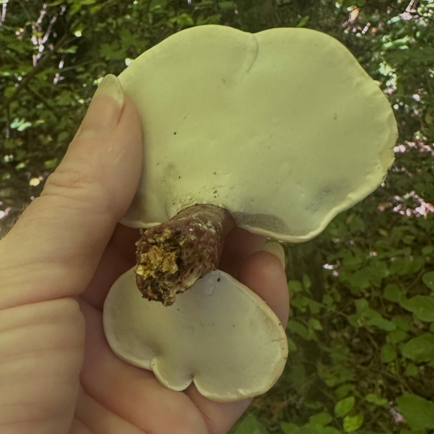 Hand holding a large mushroom against a green forest background