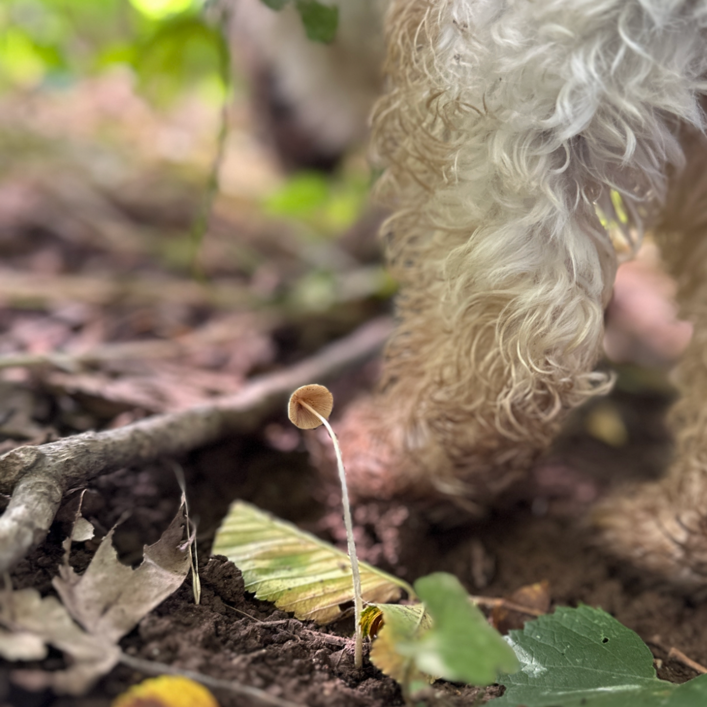 Close-up of a small animal, possibly a rodent, in a natural setting with leaves and ground.