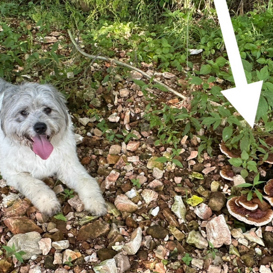 Dog sitting on a rocky ground with grass and reishi mushrooms in the background