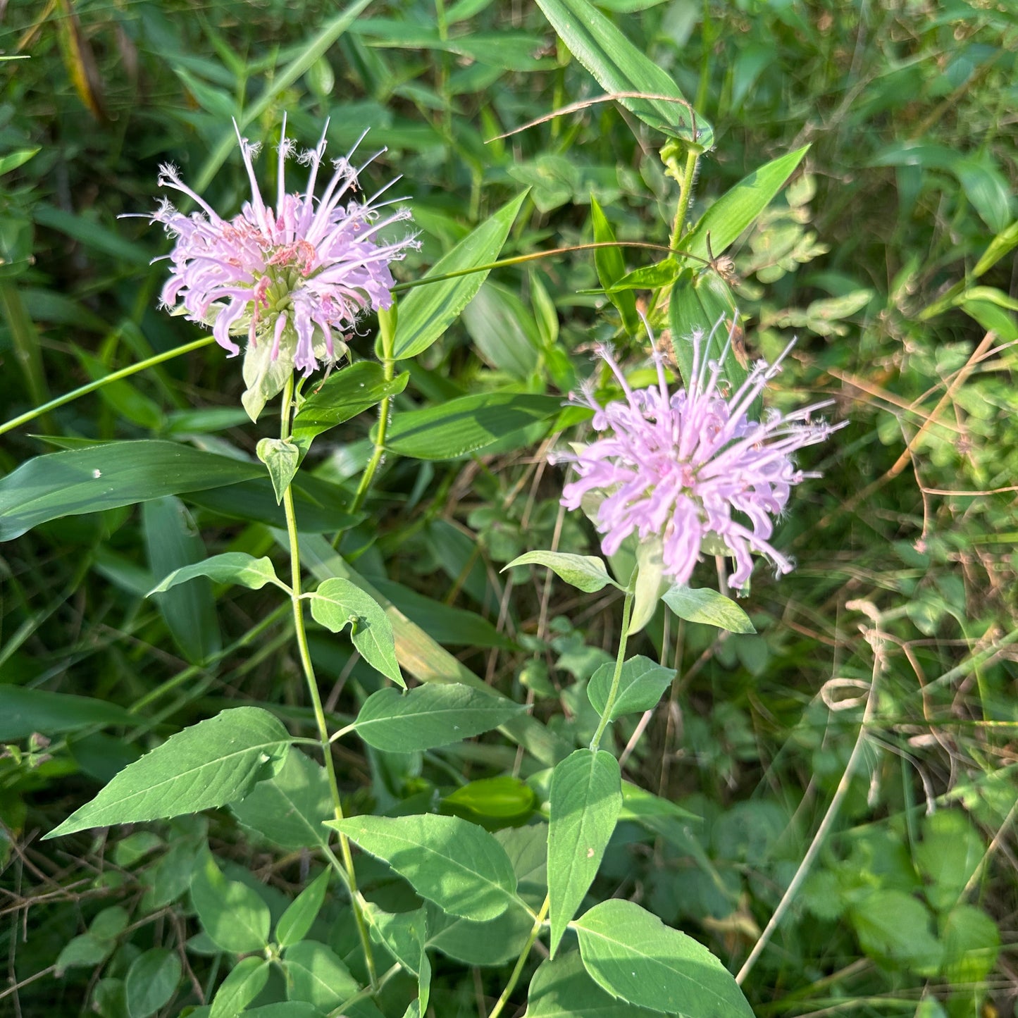 Purple wild bergamot wildflower with green leaves in a natural setting