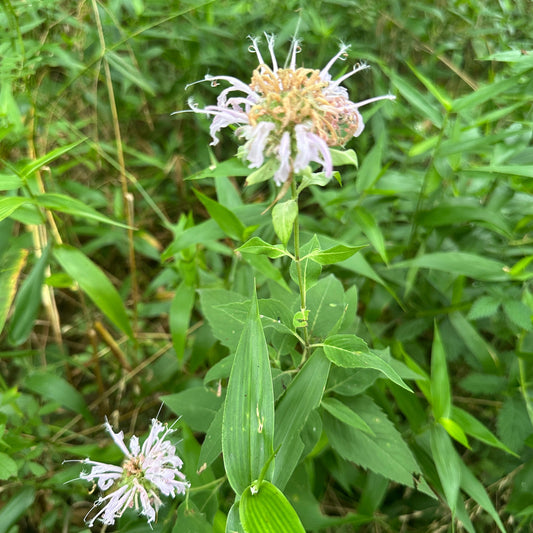 Wild bergamot/ bee balm flower with green leaves in a natural setting