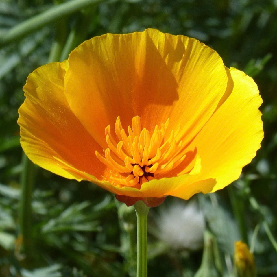 California Poppy Tincture