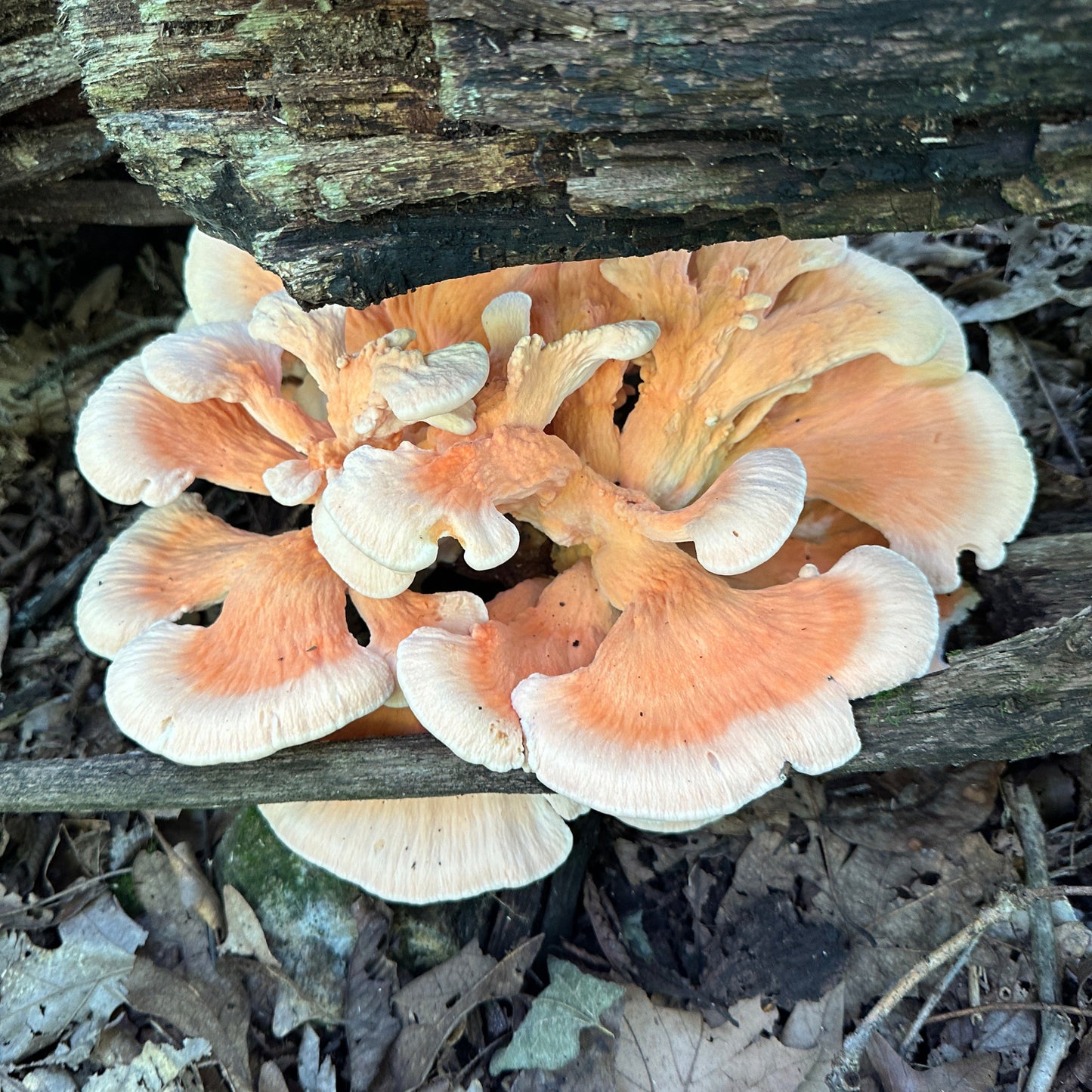 Chicken of the Woods Tincture