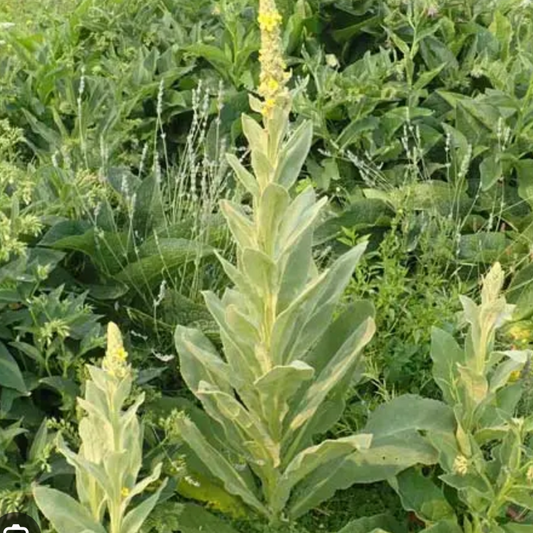 Mullein Leaf Tincture