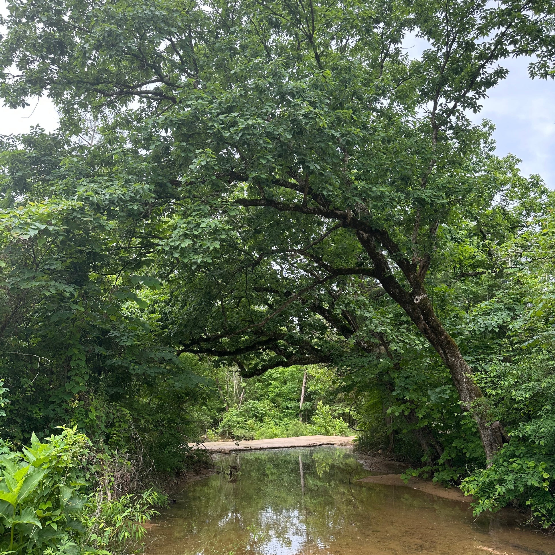 Tree by a body of water with a dock in the background