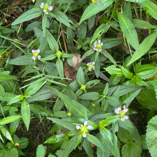 Close-up of green plants with a smartphone interface overlay, heal-all plant