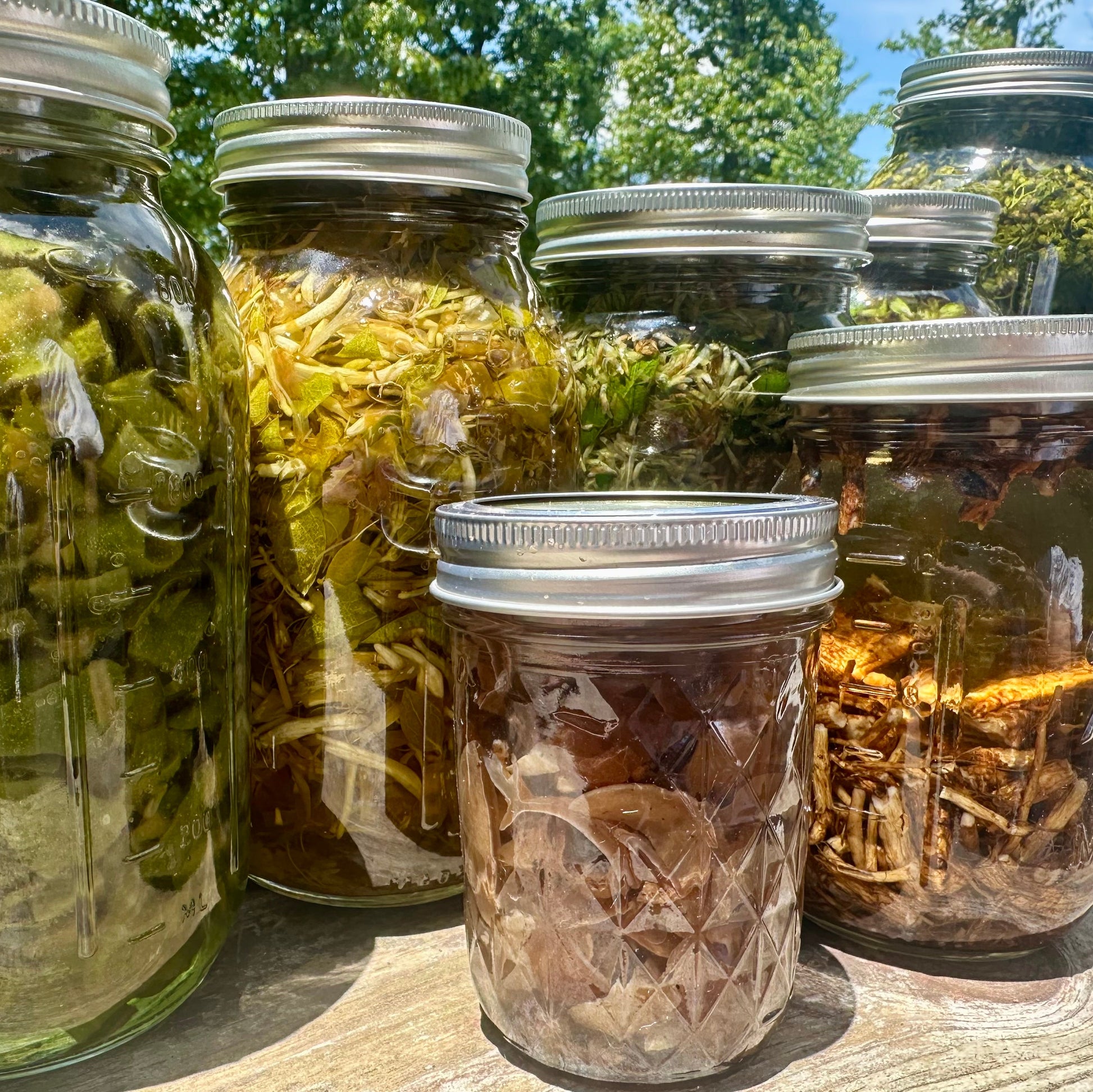 small batch herbs steeping in sunlight at Refuge Remedies