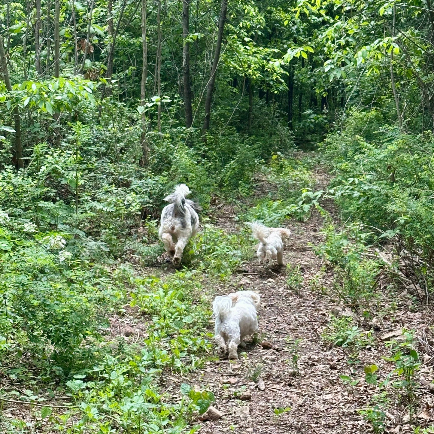 Three dogs walking on a dirt path through a forest