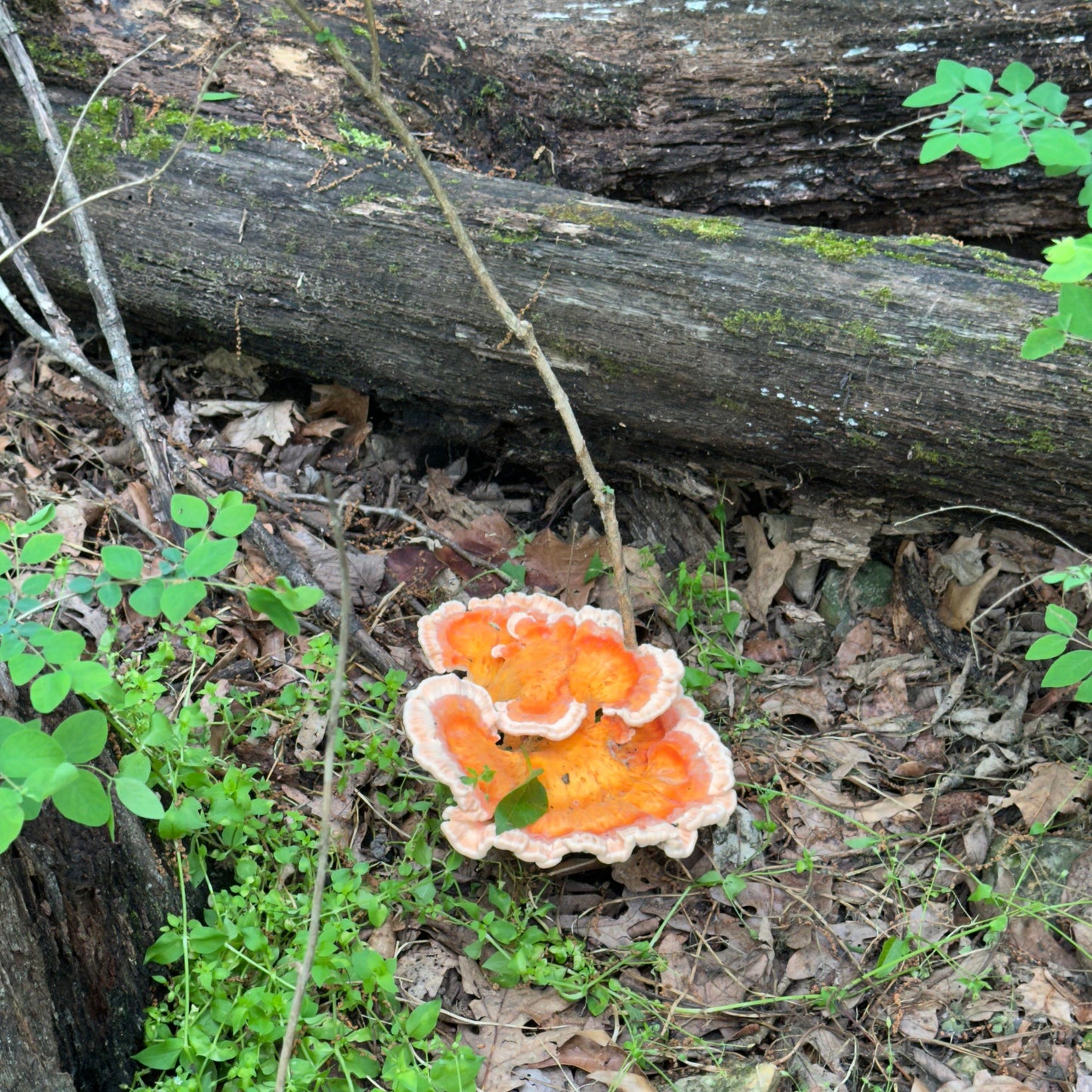 Orange mushroom growing on a tree trunk in a forest setting