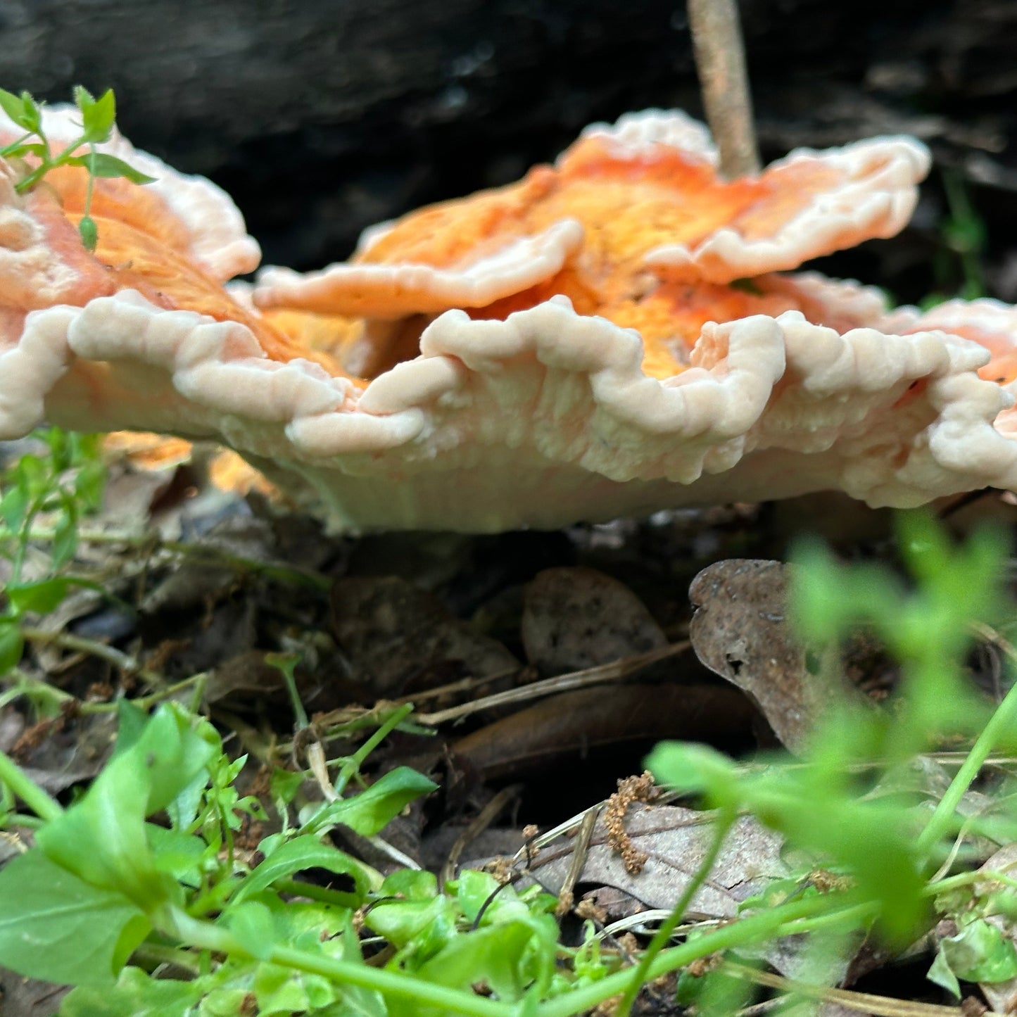 Chicken of the Woods Tincture