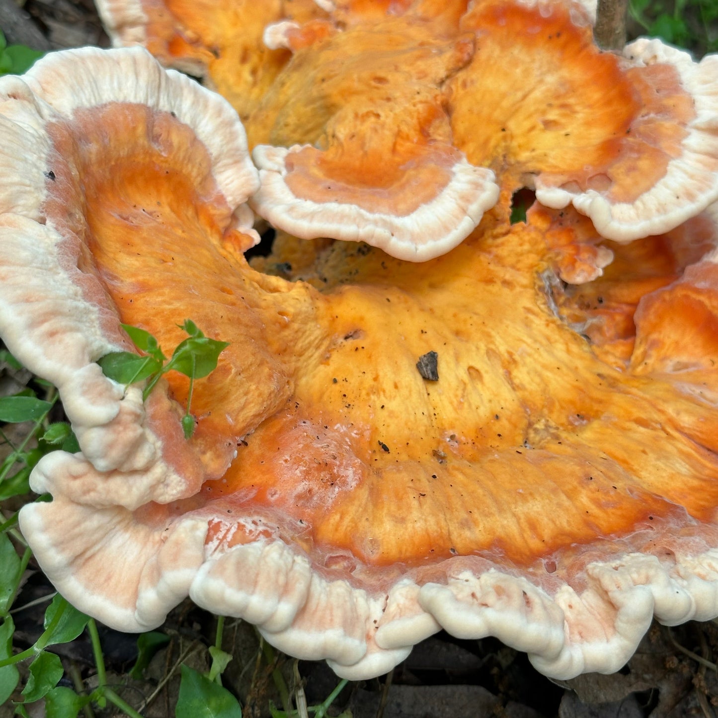Close-up of a cluster of orange mushrooms with white gills on a natural background.