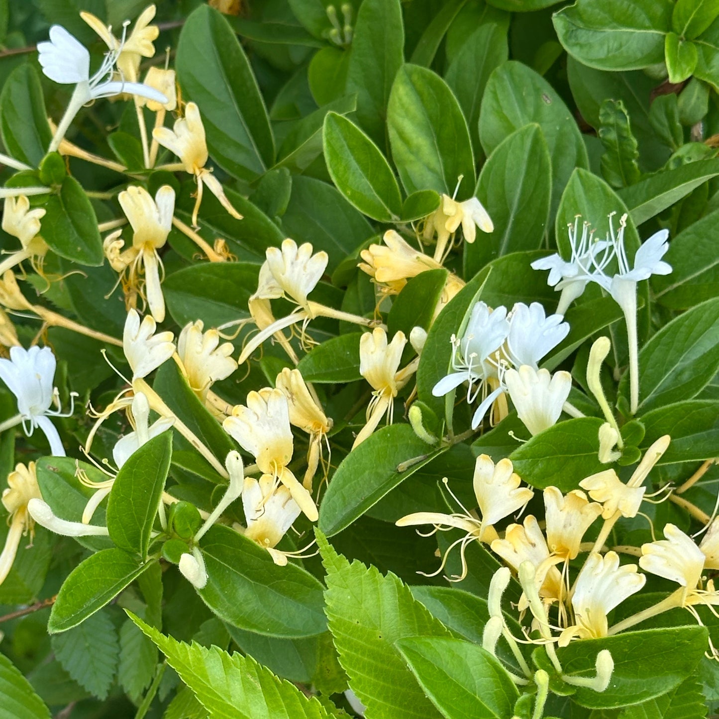 Honeysuckle Tincture