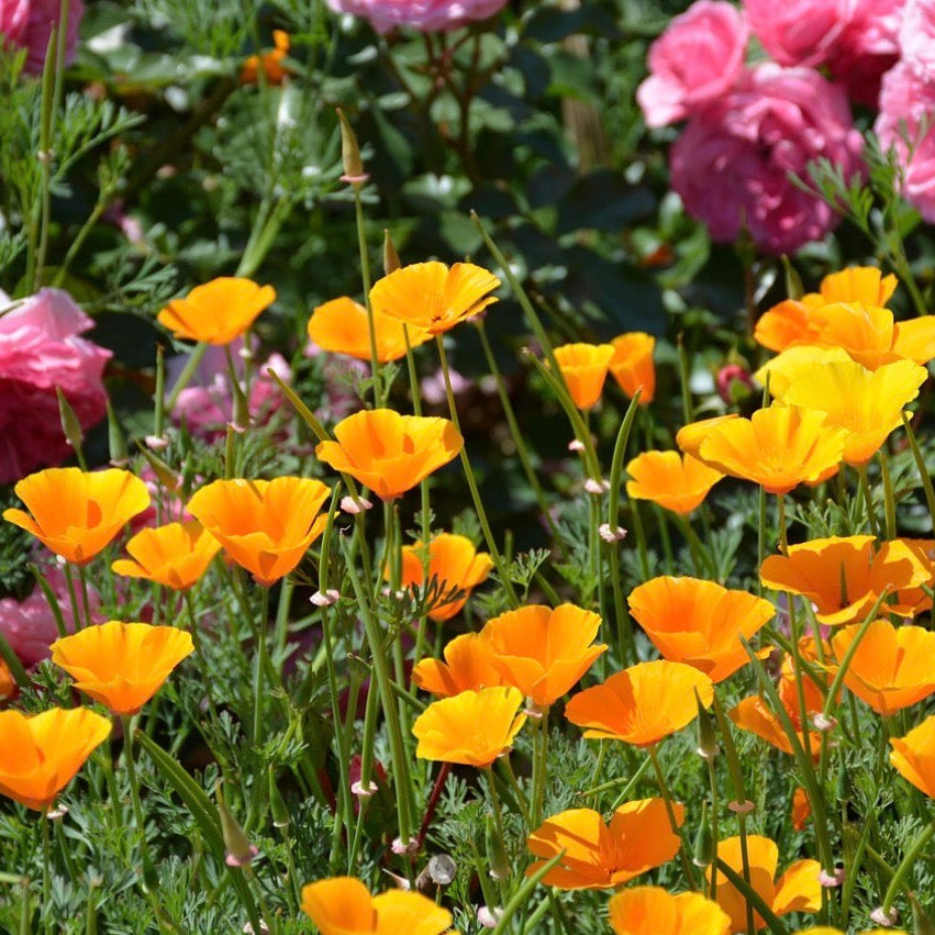 California Poppy Tincture