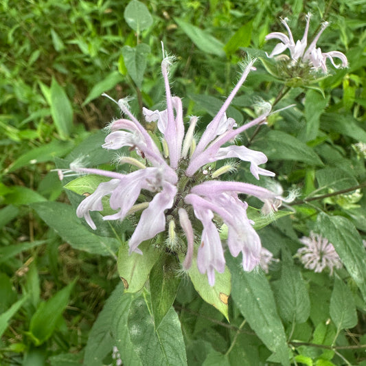 Pink purple bee balm / wild bergamot flower with green leaves in a natural setting