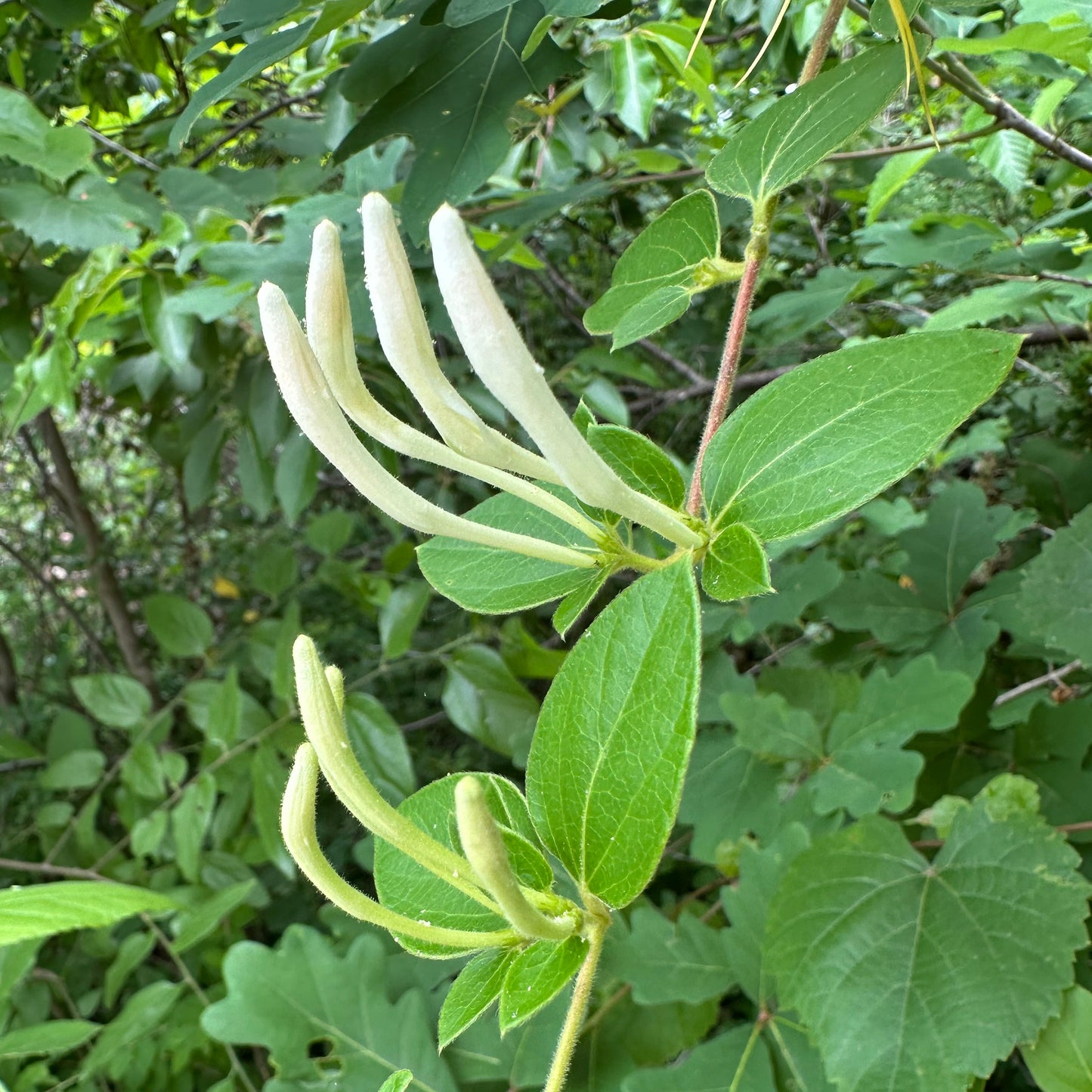 Honeysuckle Tincture
