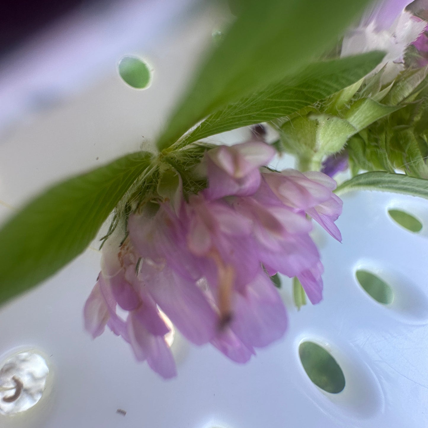 Red Clover Tincture