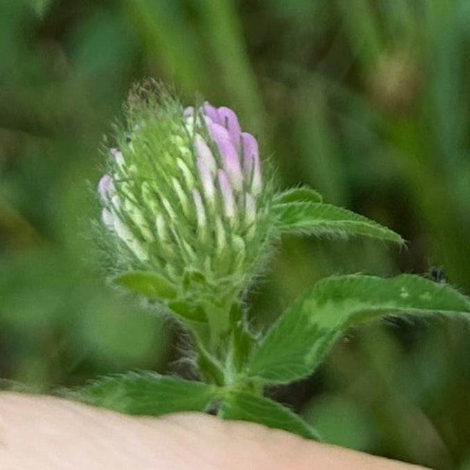 Red Clover Tincture