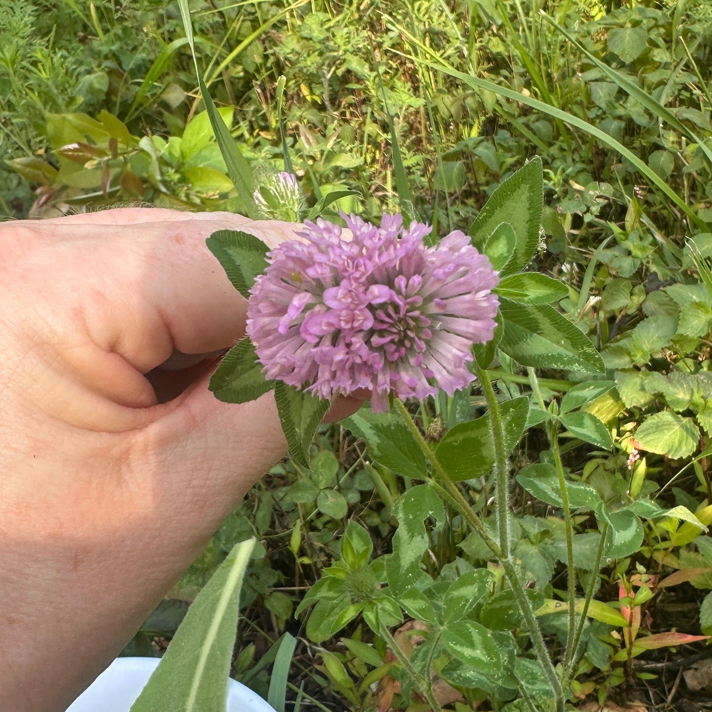 Red Clover Tincture