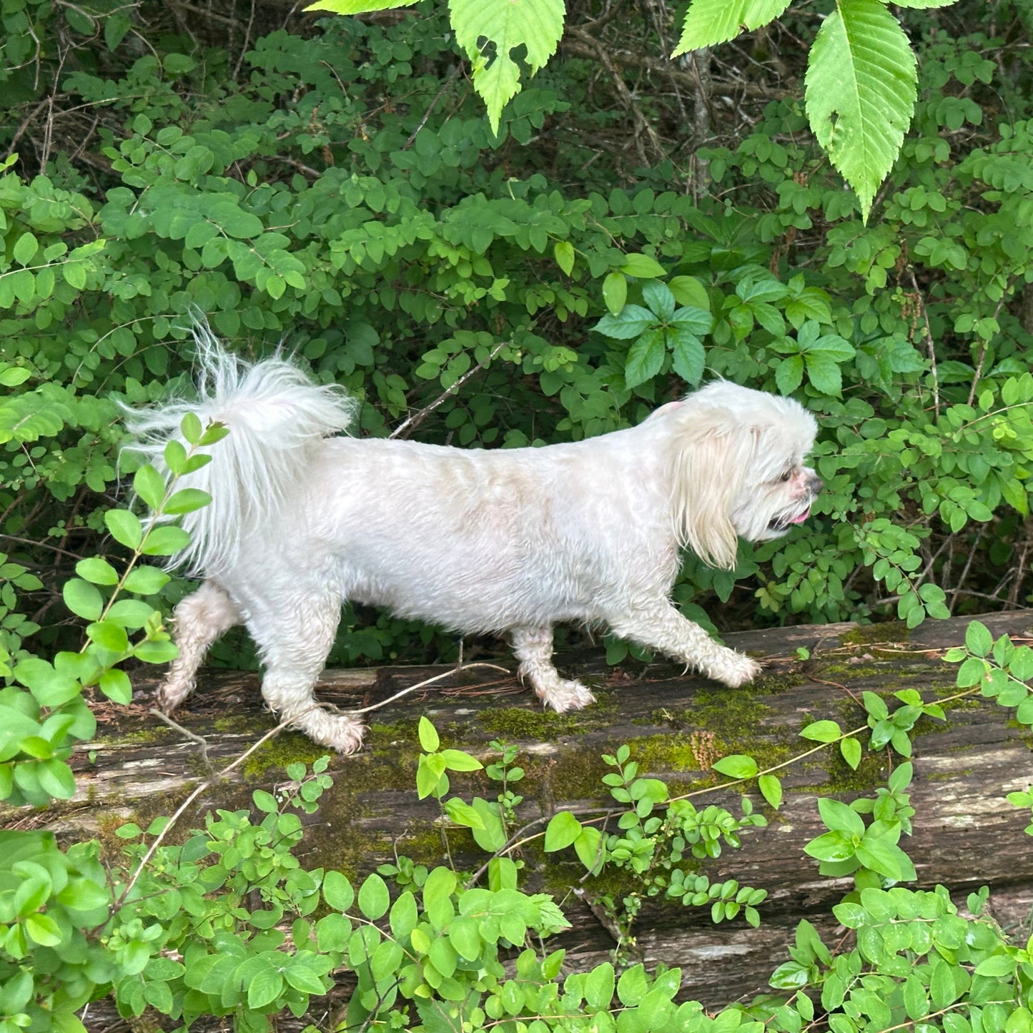 White dog walking on a log in a forest setting