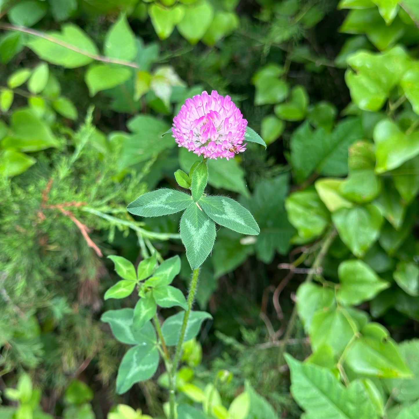 Pink flower surrounded by green leaves and foliage