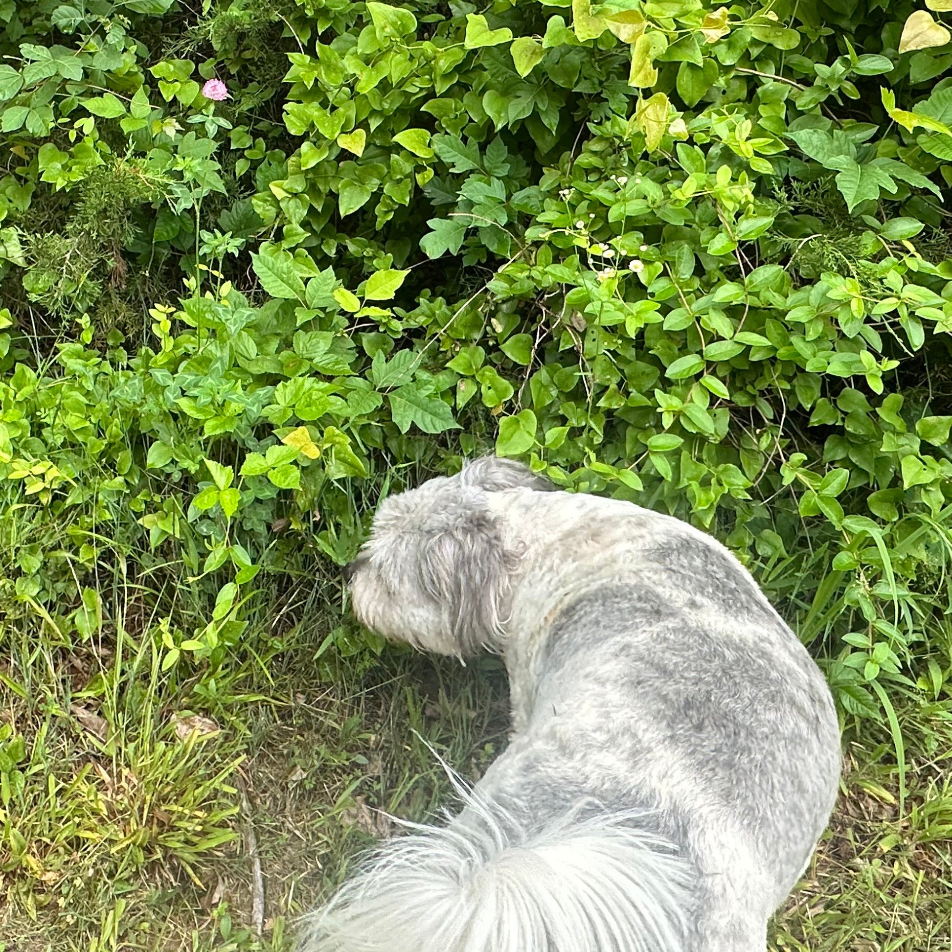 Dog sniffing at green foliage in a natural setting