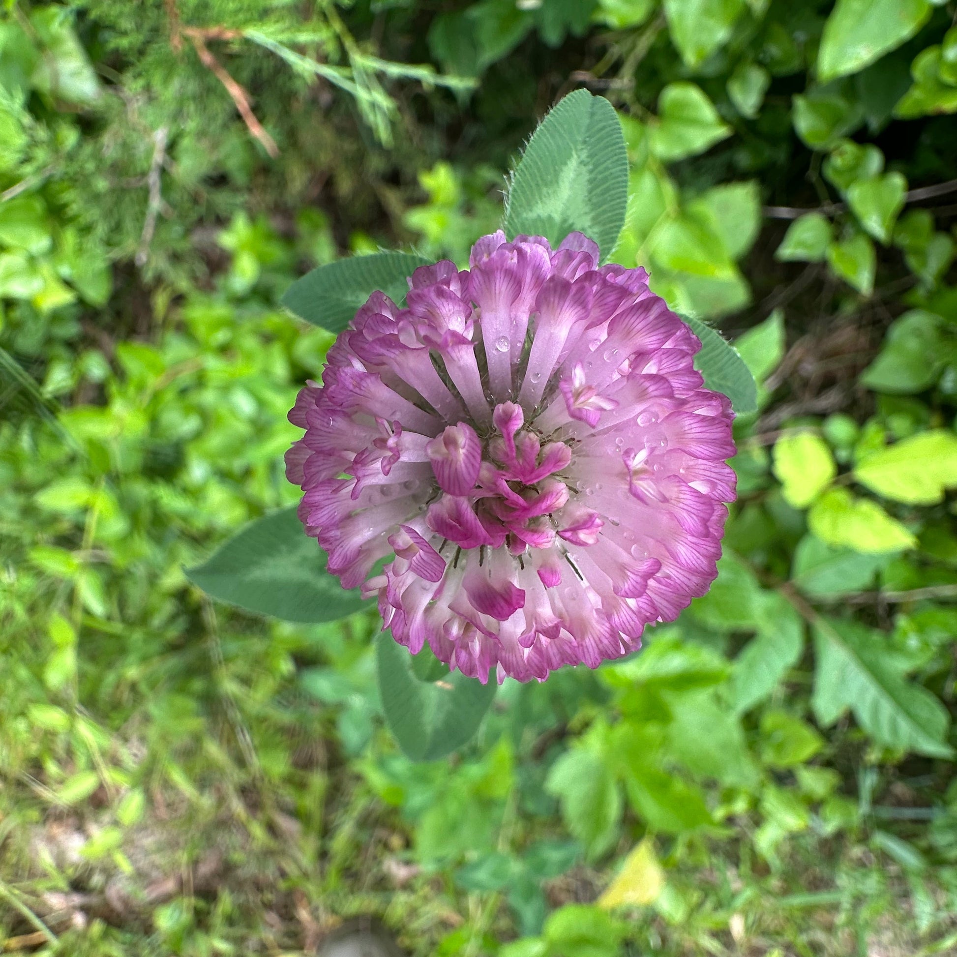 Purple flower with green leaves on a blurred natural background