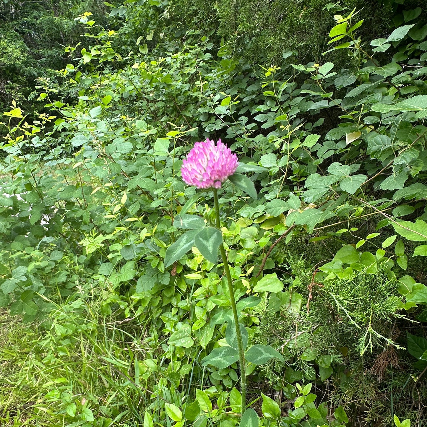 Pink flower amidst green foliage