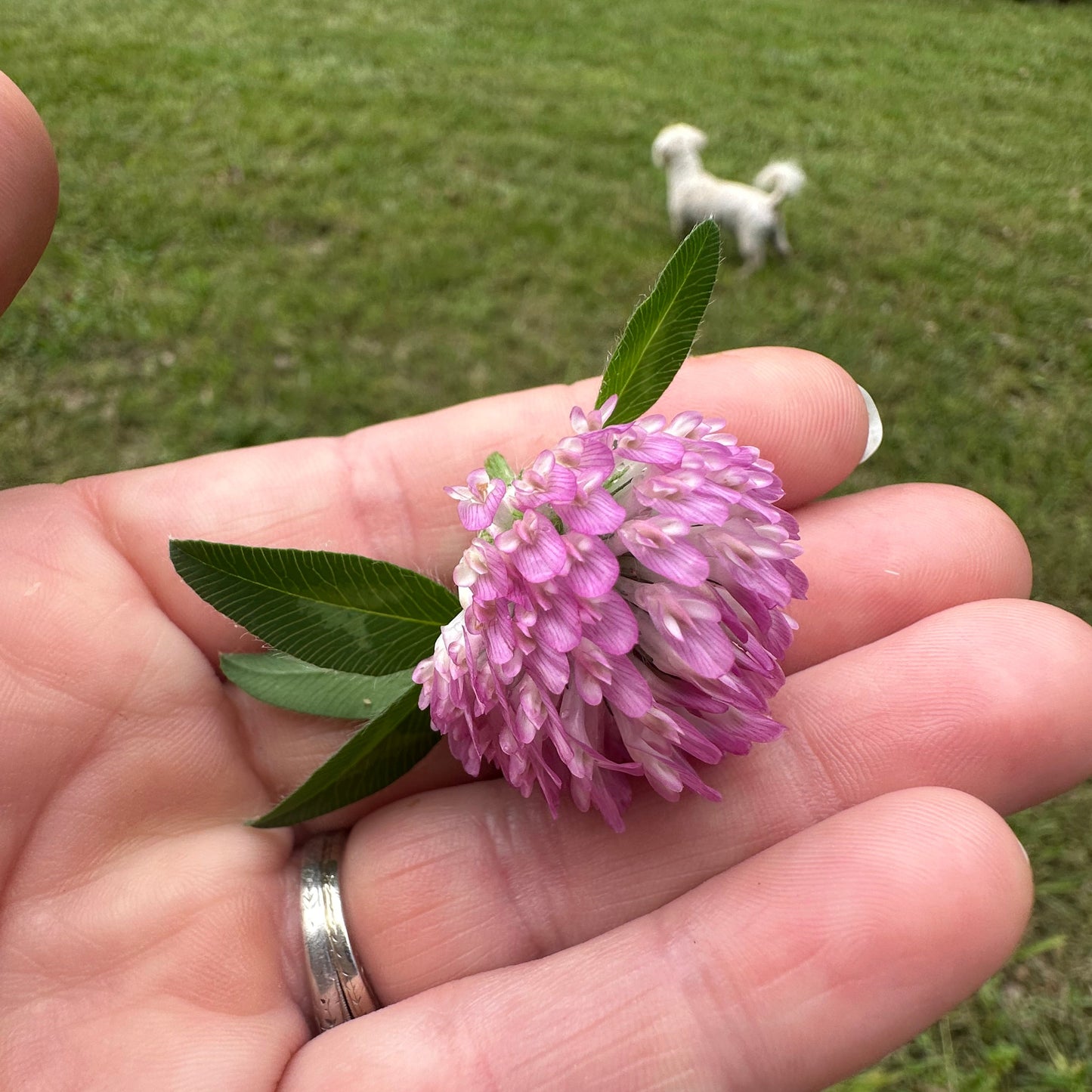 Hand holding a purple flower with grass in the background