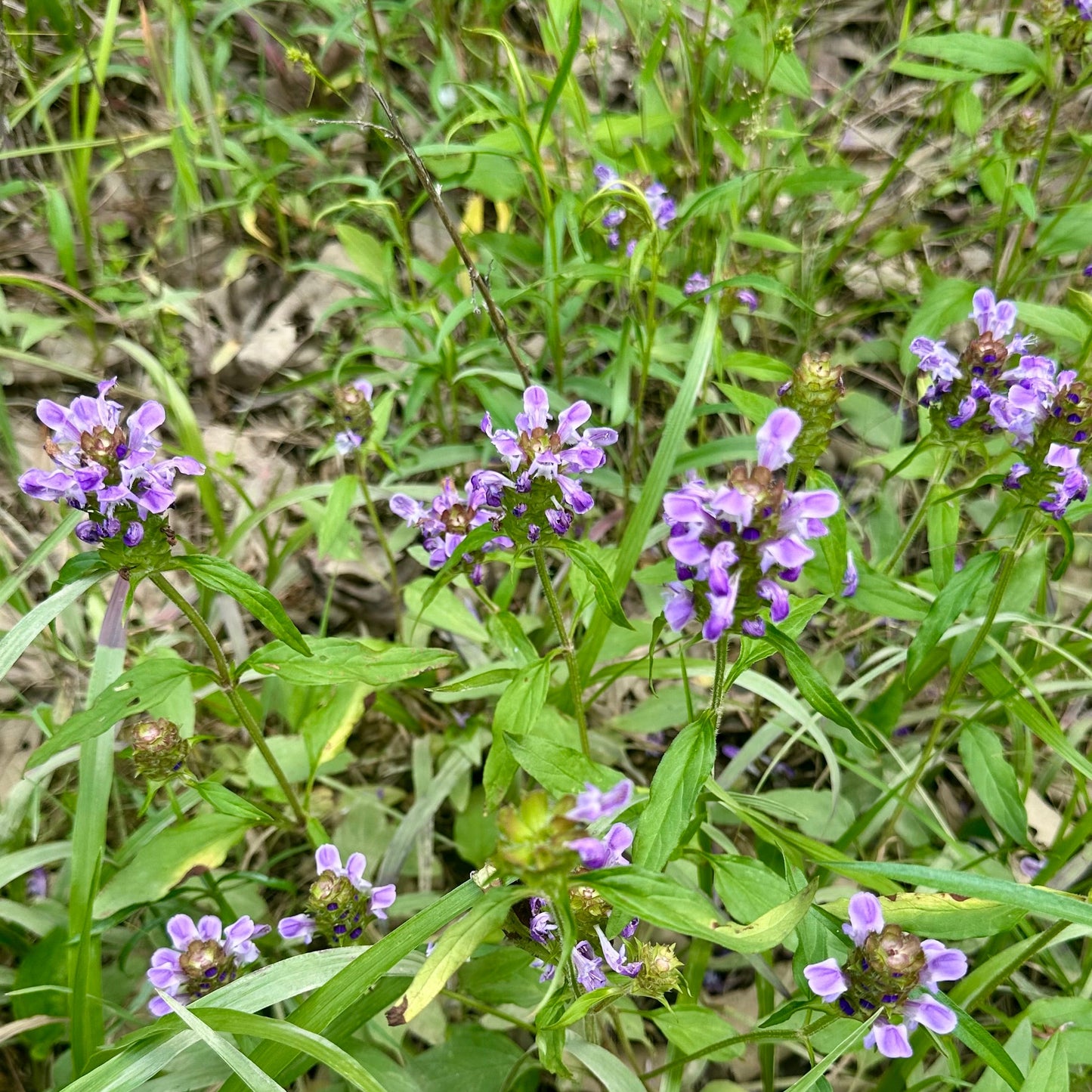 Purple flowers growing in a grassy field