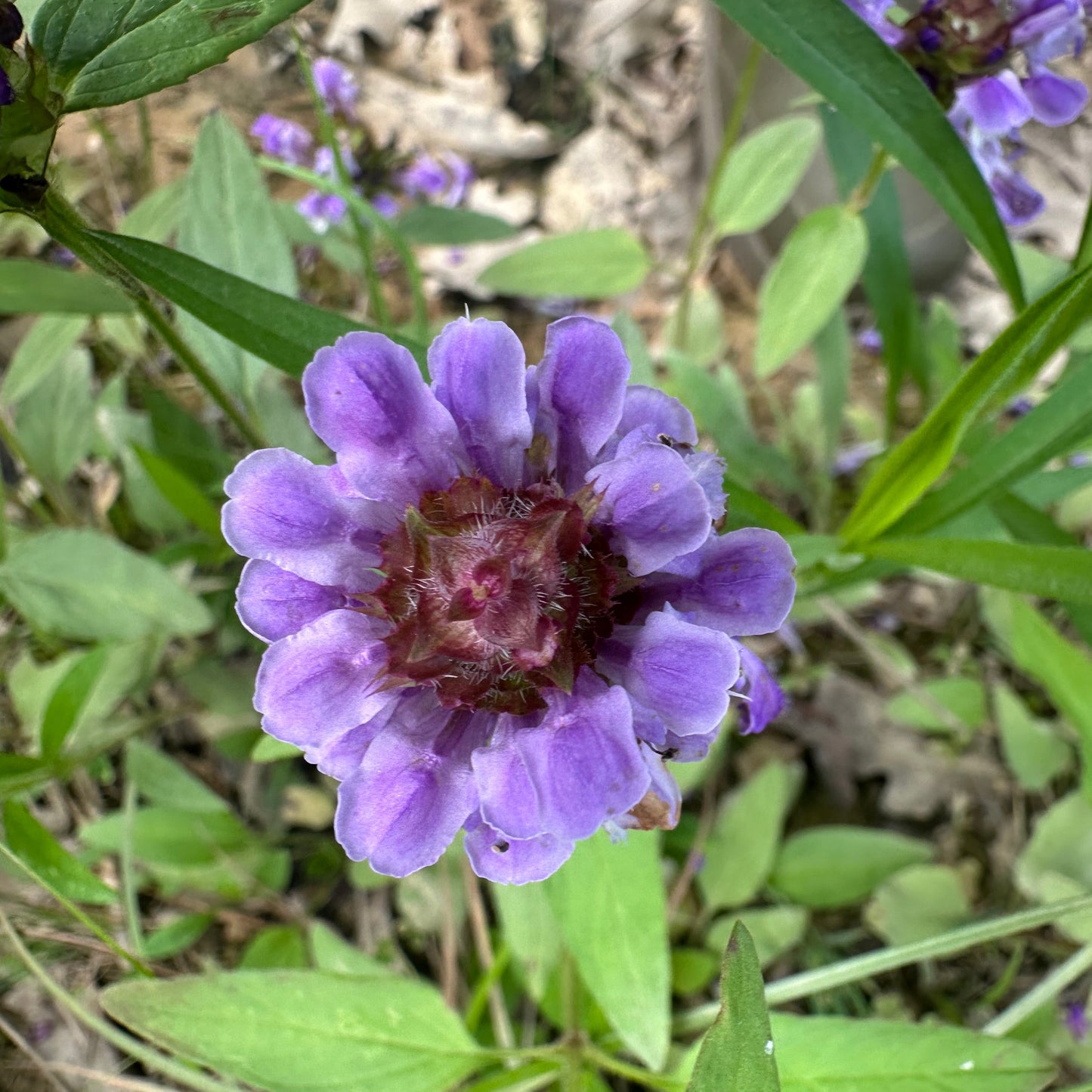 Purple flower with green leaves in a natural setting