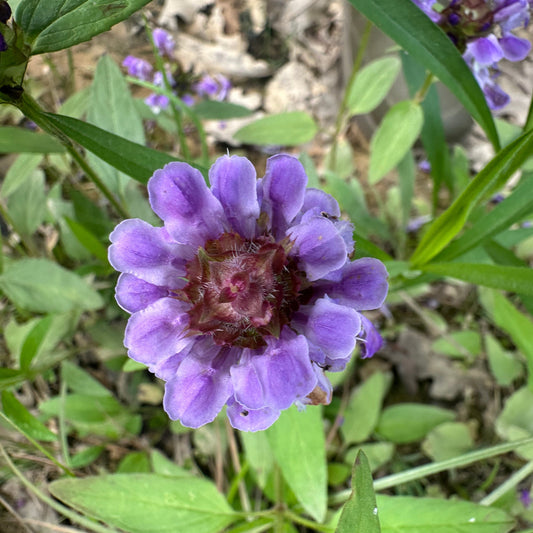 Purple flower with green leaves in a natural setting