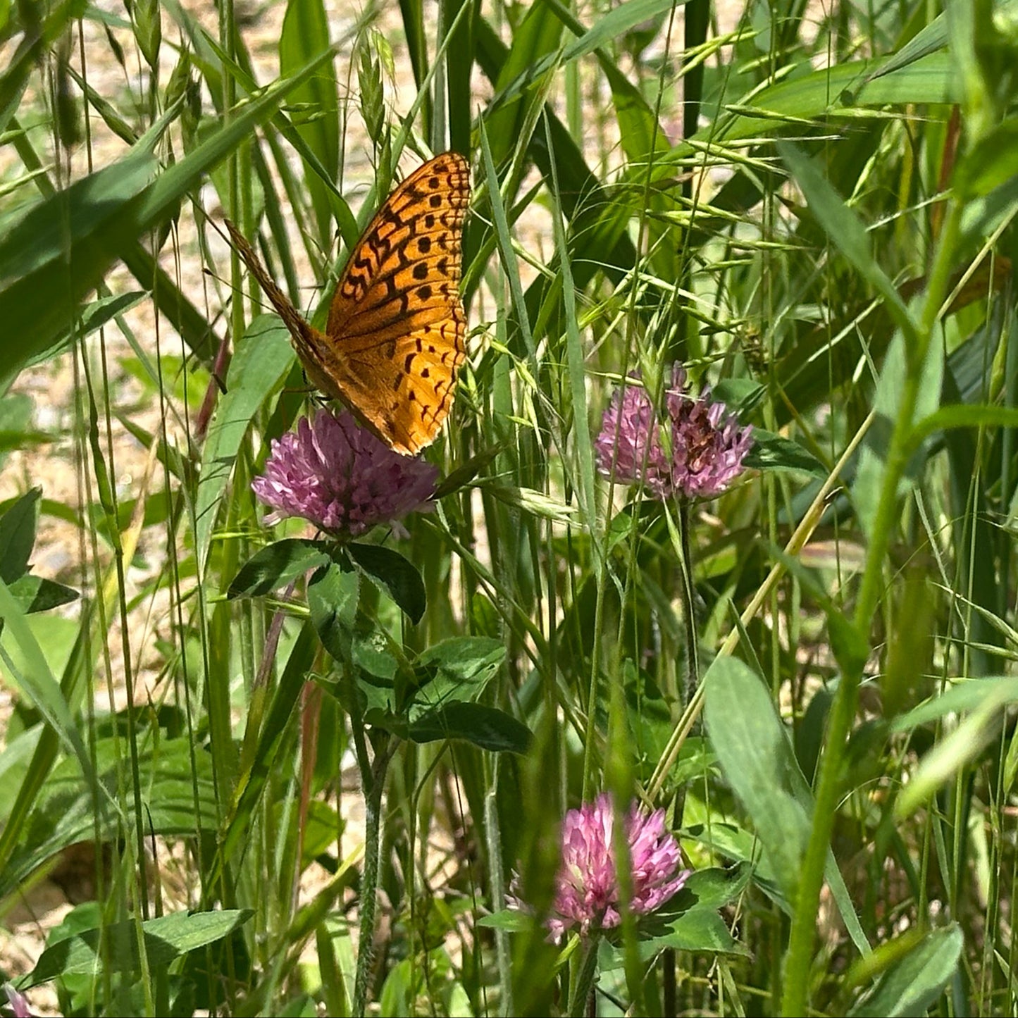 Butterfly on a purple flower in a grassy field