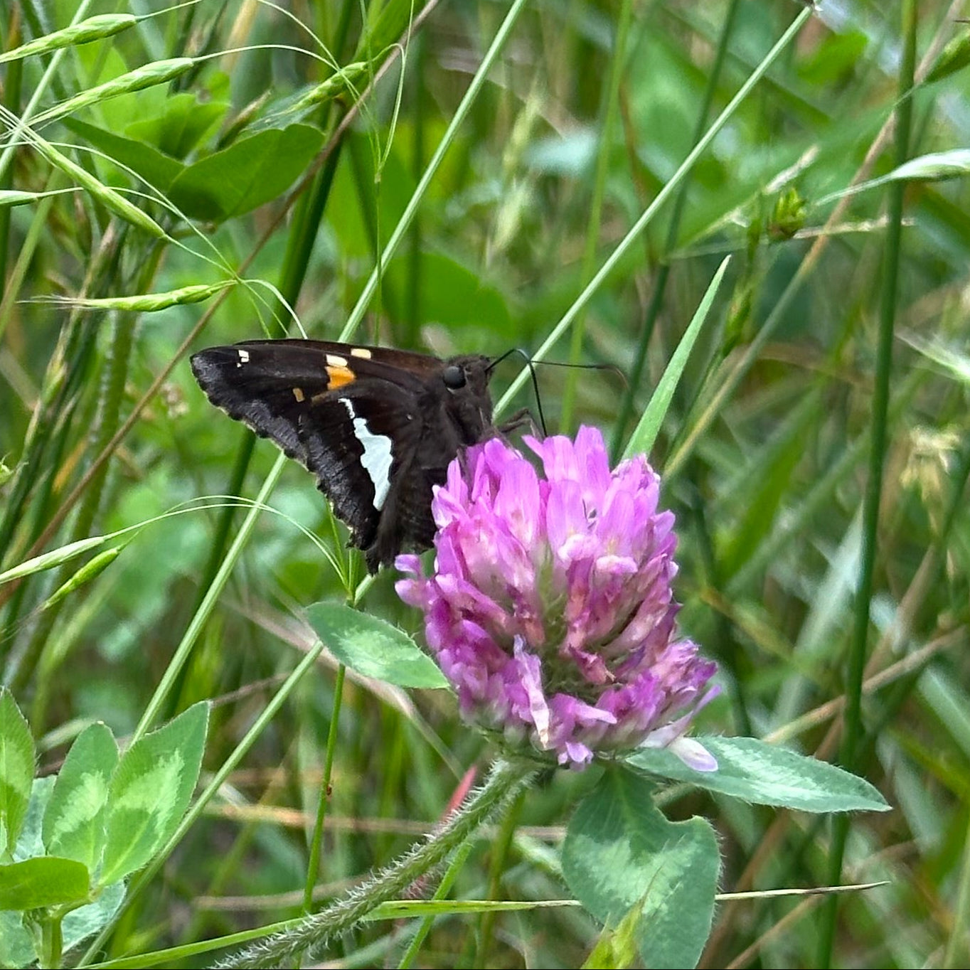 Butterfly on a purple flower amidst green grass