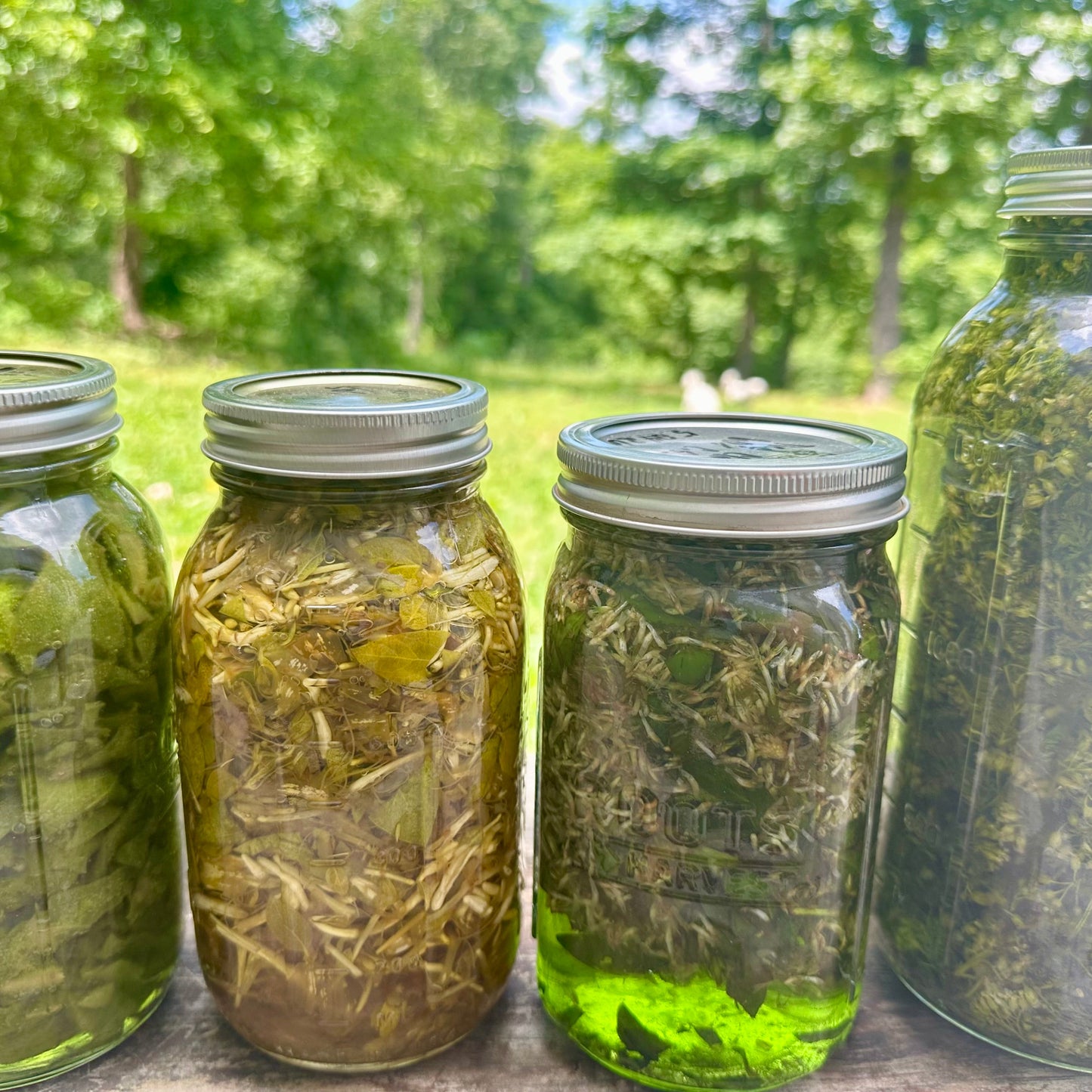 Honeysuckle Tincture