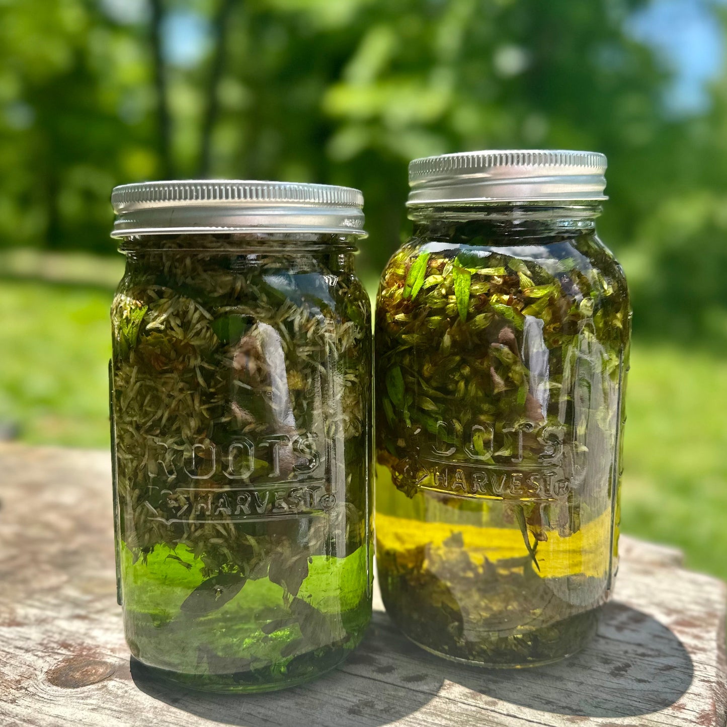 Heal-All Plant Tincture