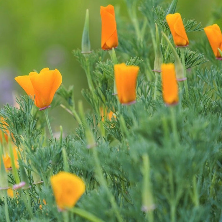 Orange flowers in a field with a blurred green background