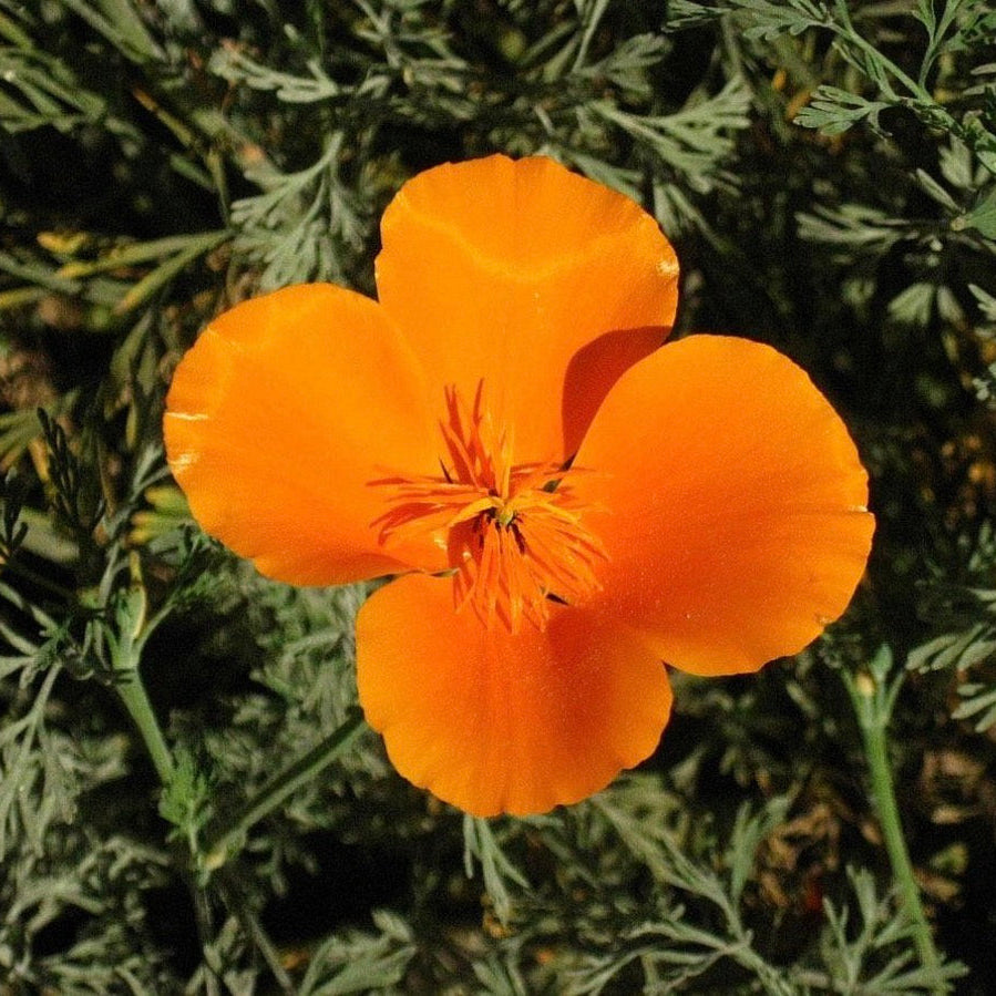 Orange flower with green foliage in the background